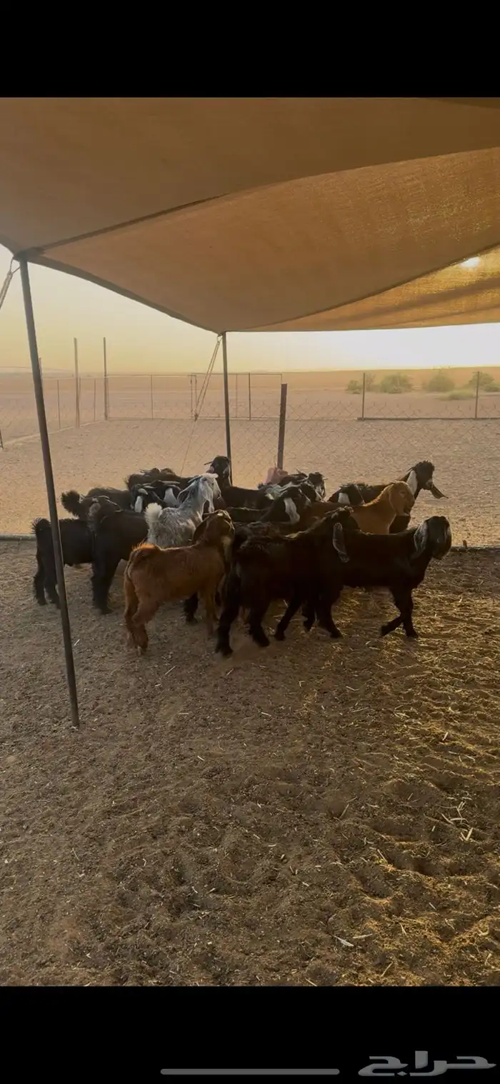 للبيع تيوس عوارض طيبات 0