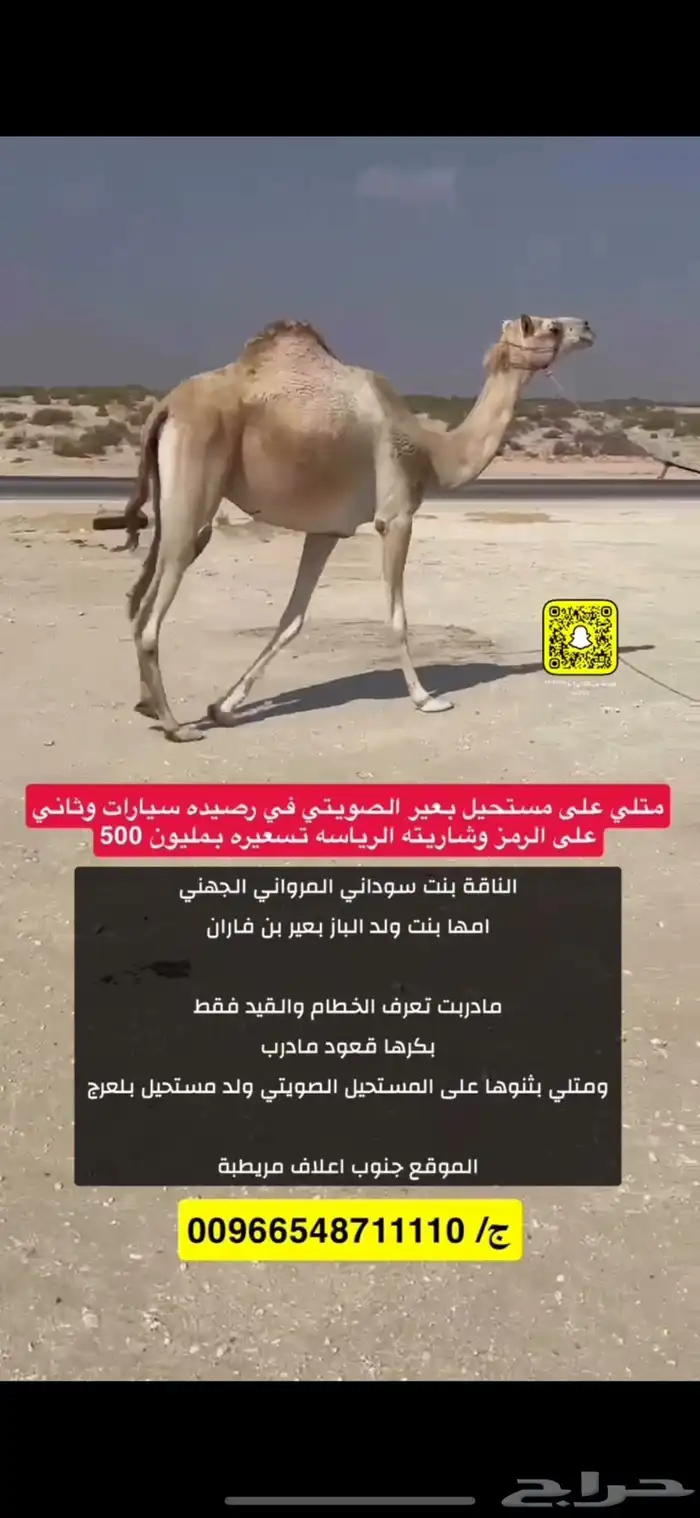 مدني ذلول هجن اصيل طيبه 0