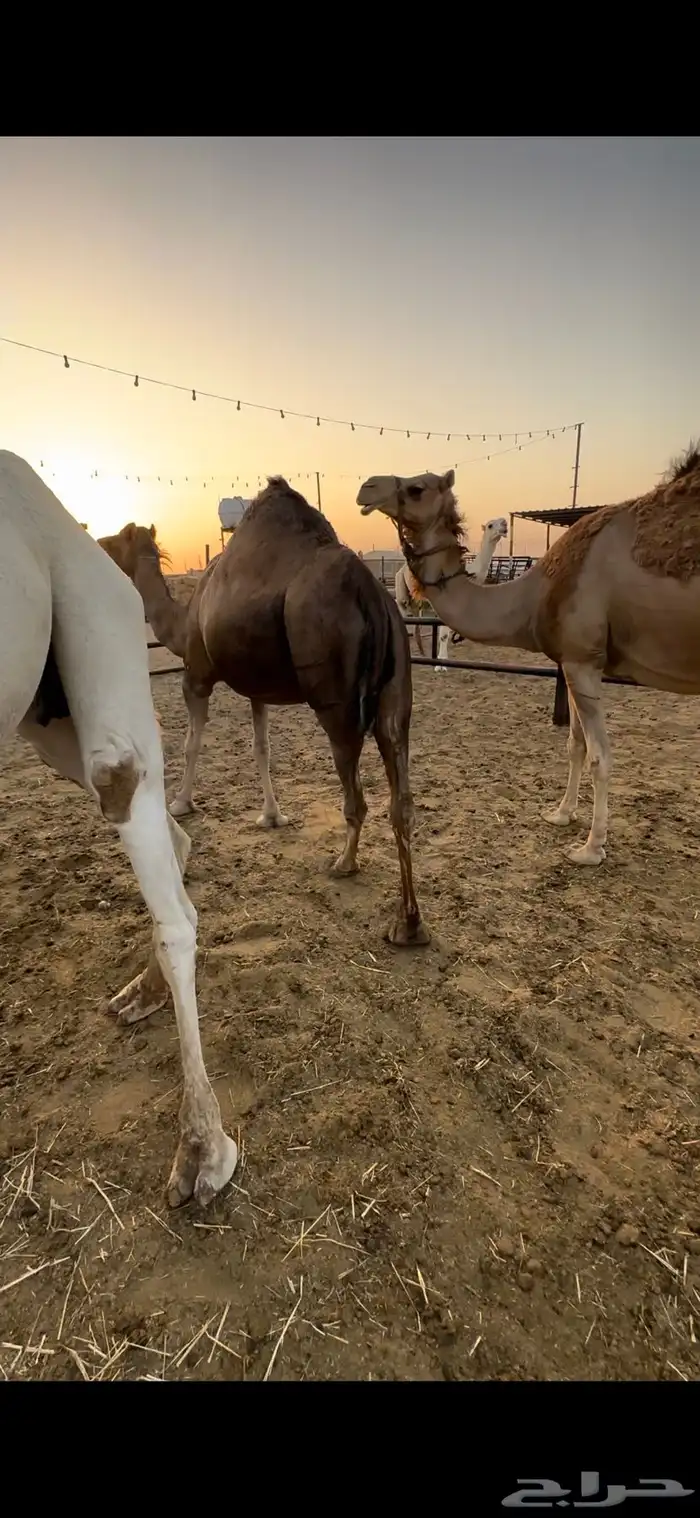 القحات حمر ومجهم ملاقي 2