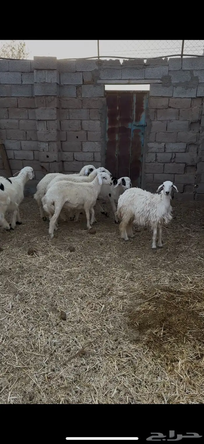 للبيع طليان حريه 0