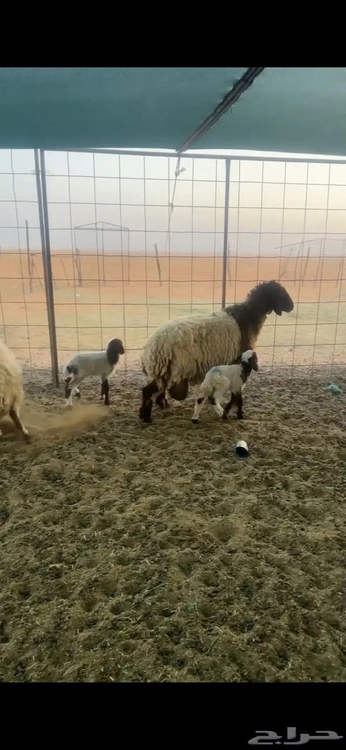 للبيع رغايث ثنين ديودهن عيب عيالهن خرفان 1