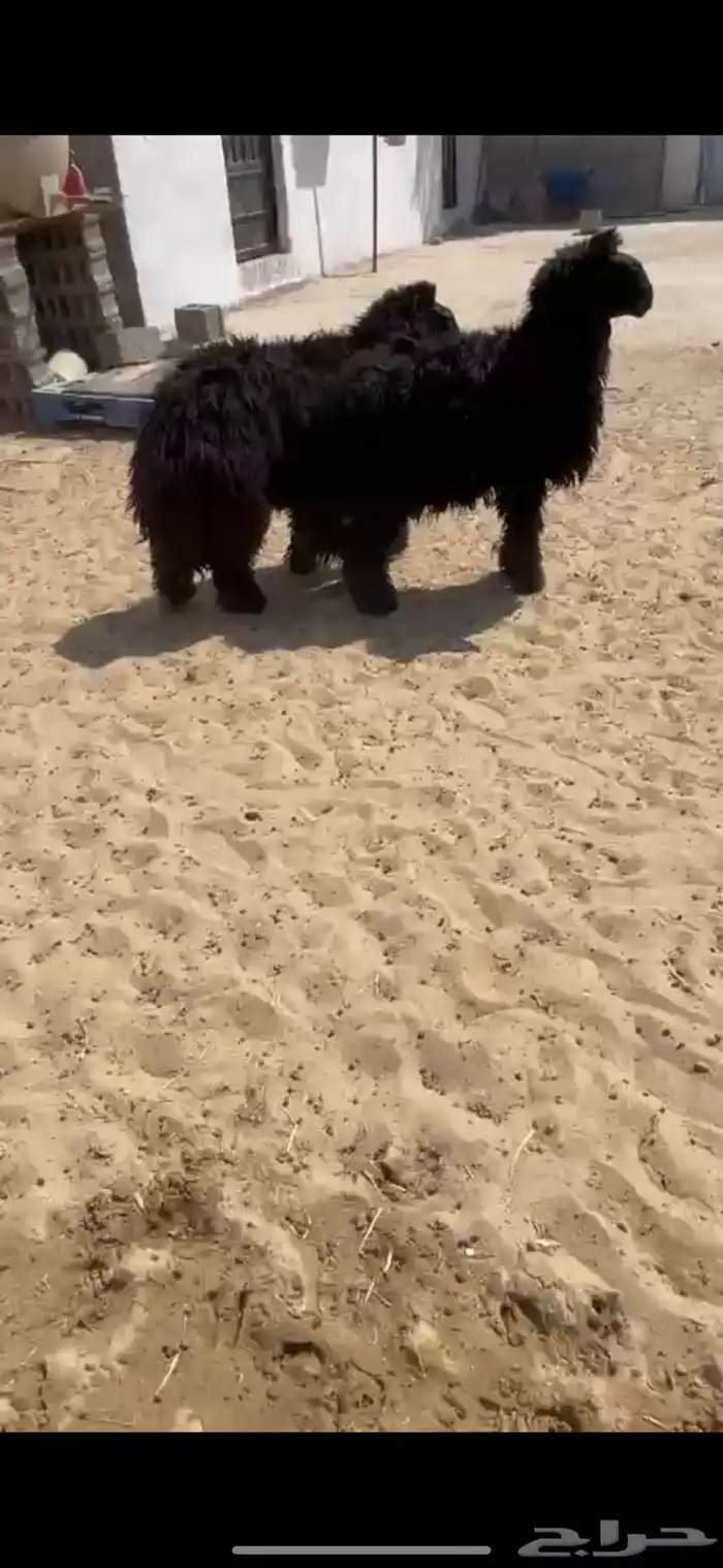 جذعان عرب 0