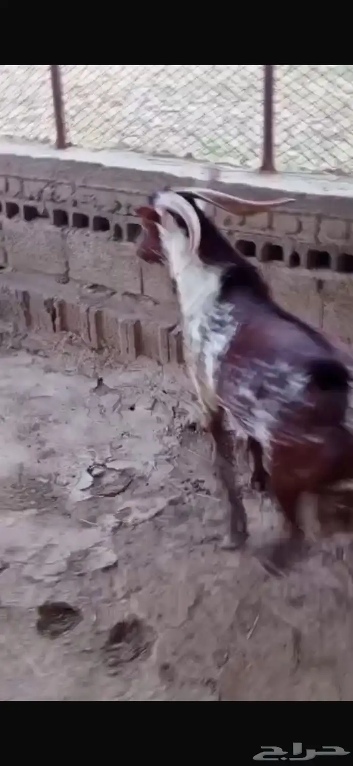 تيس فحل اوشح ادهم فاخر 3