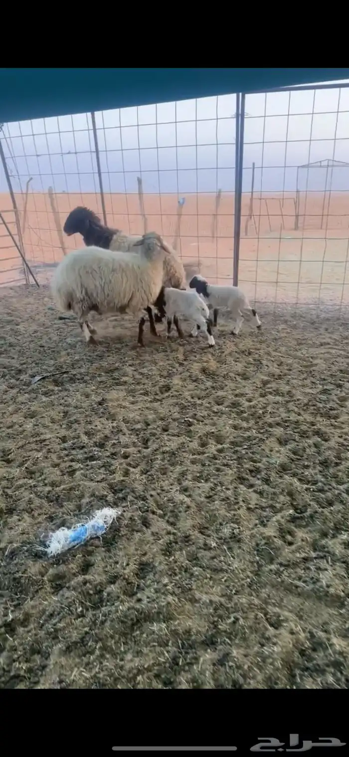 للبيع رغايث ثنين ديودهن عيب عيالهن خرفان 3