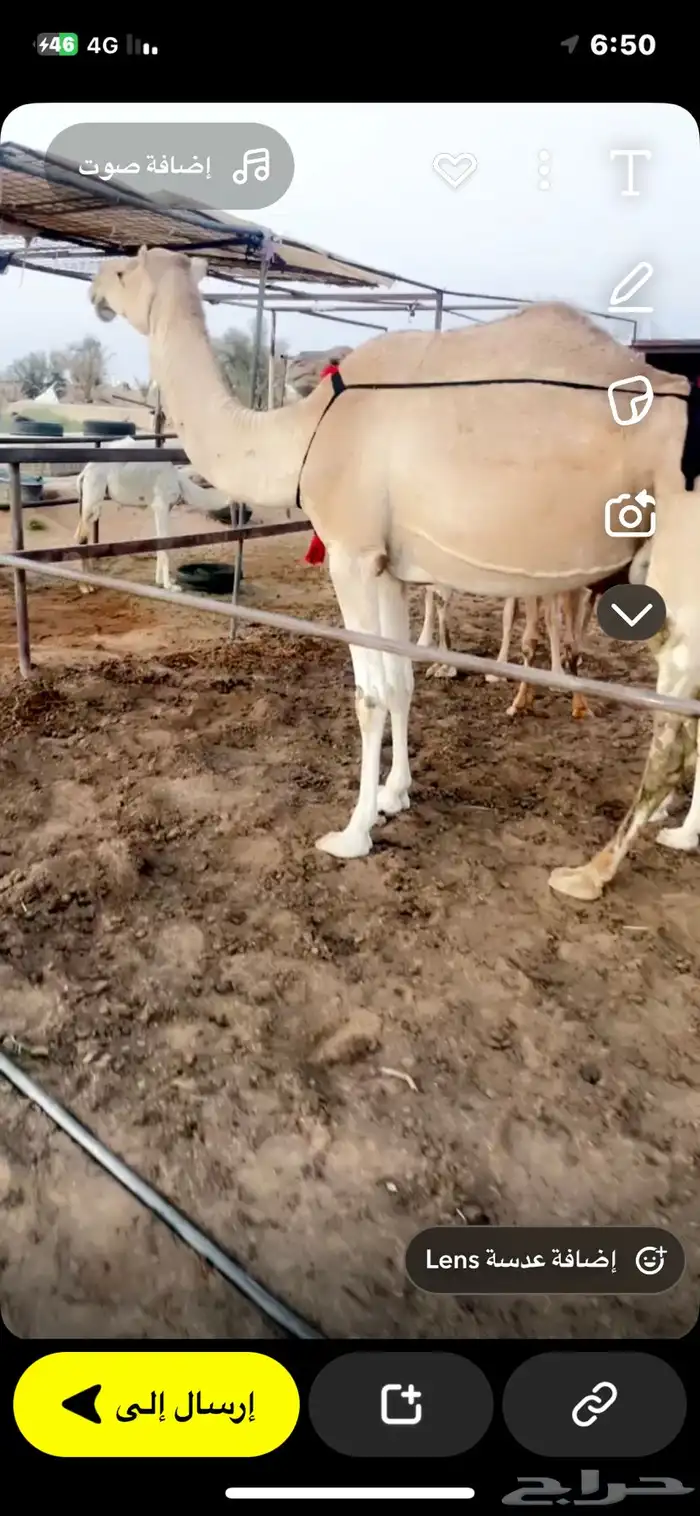 عشراء كفوا حمراء تحتها بكرة 0