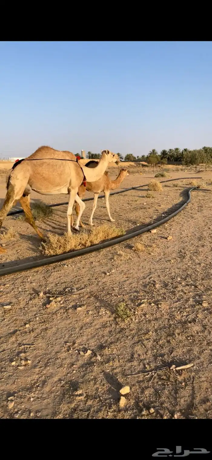 عشراء كفوا حمراء تحتها بكرة 2