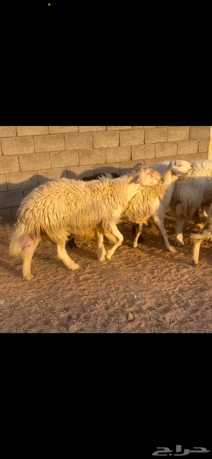 ضان صفر دفيع و فحل ابرص كفو 0