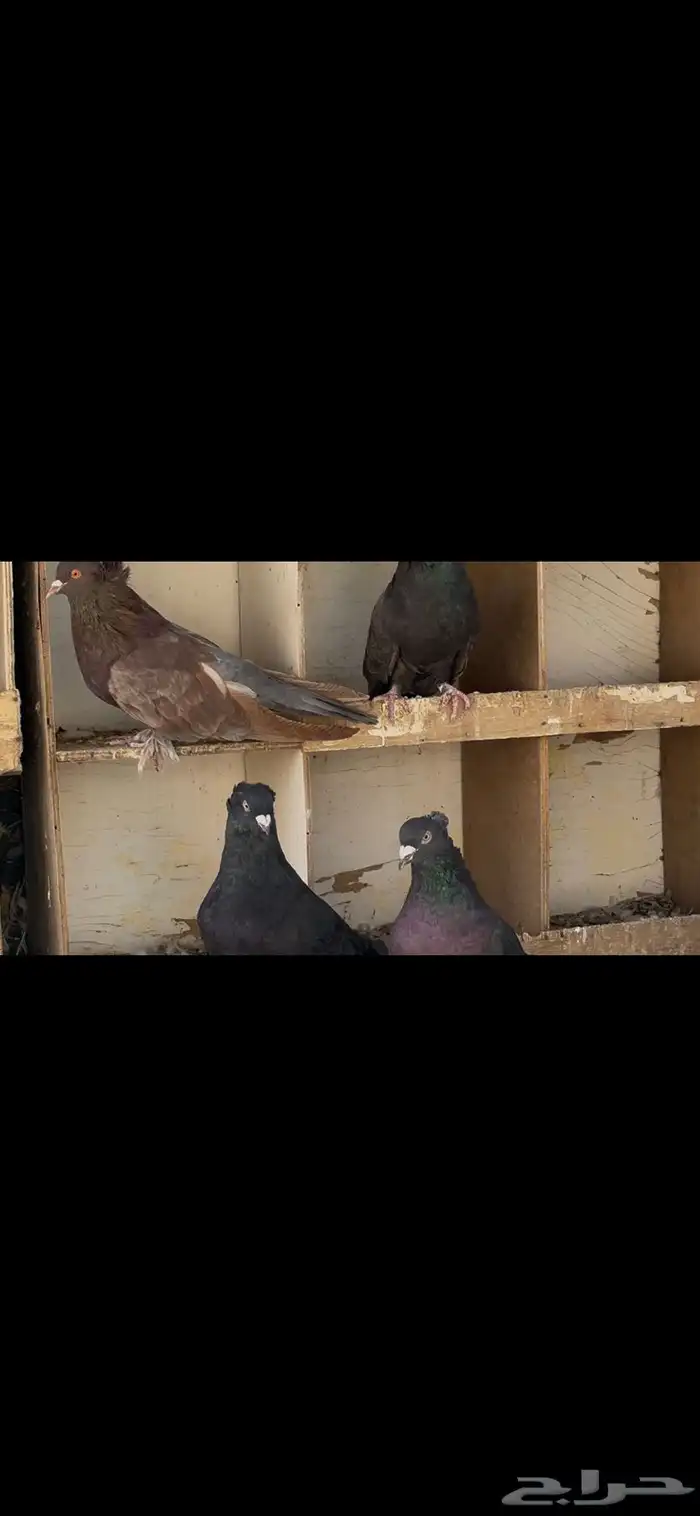حمام مصري عملاق 2