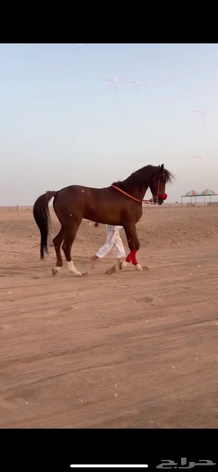 حصان فرنسي سبوق ومحقق 1
