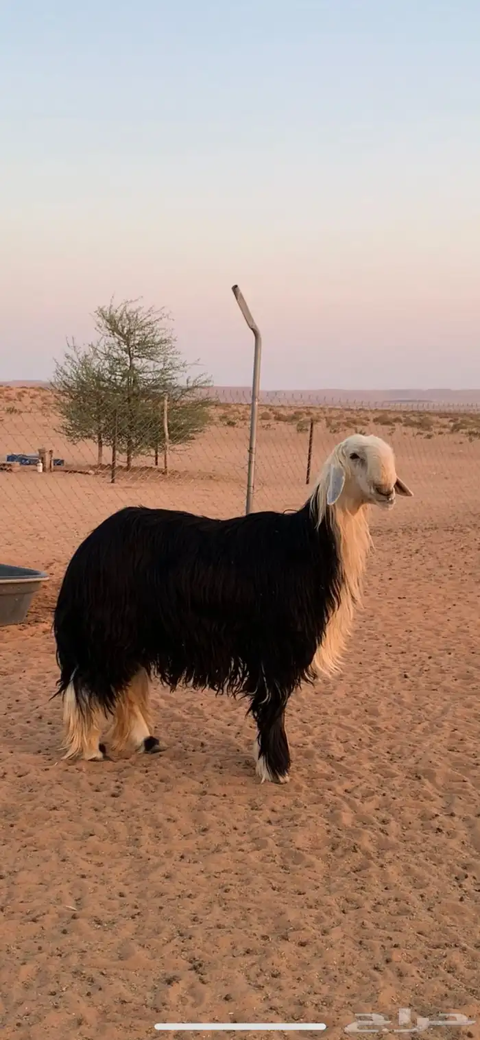 طلي نجدي 1