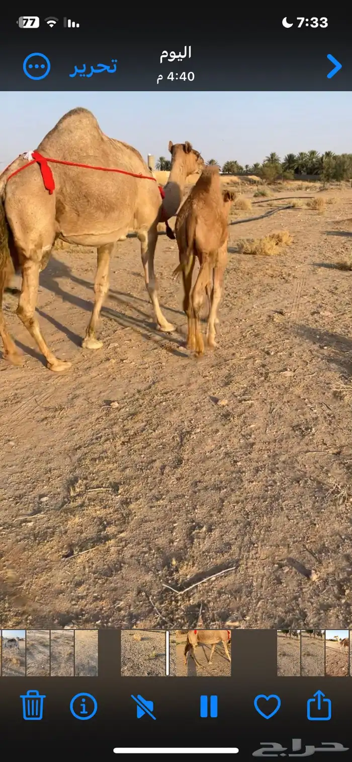 خلفة ساحلية تحتها قعود هدية 3