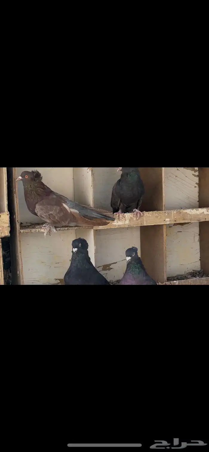 حمام مصري عملاق 3