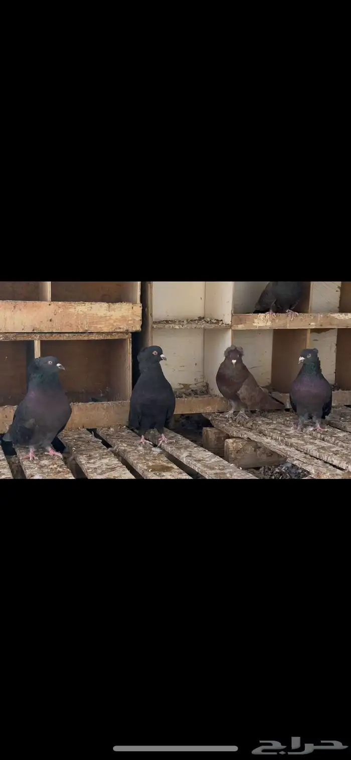 حمام مصري عملاق 4