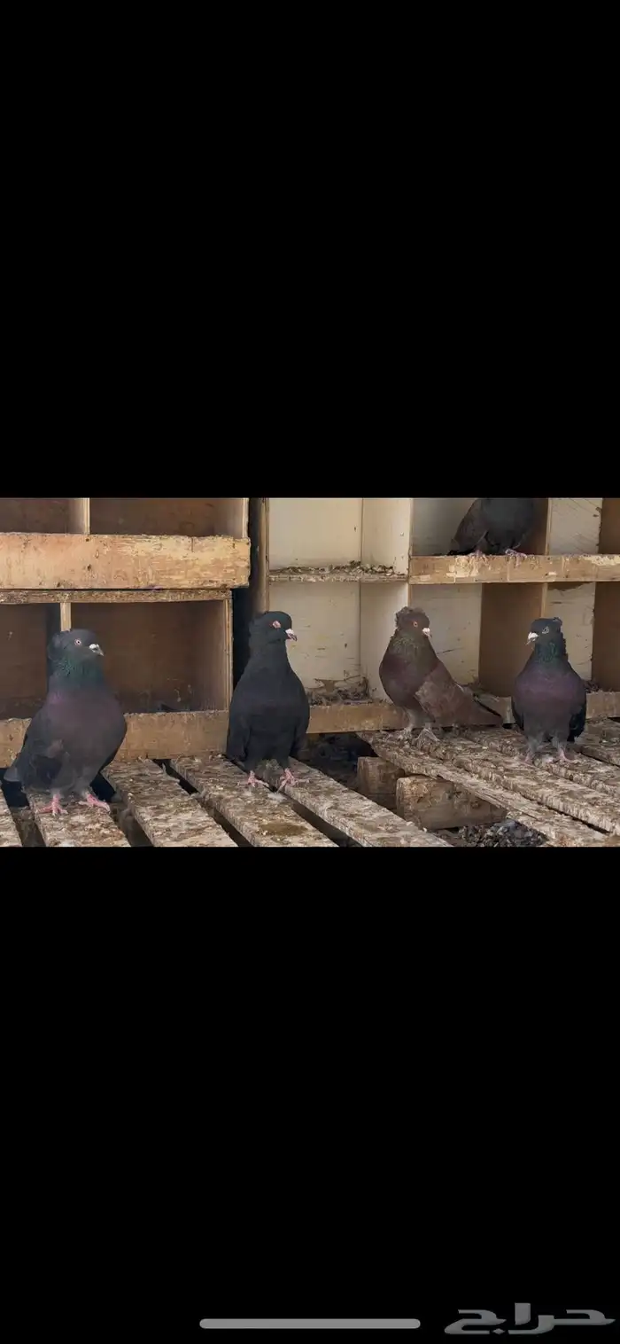 حمام مصري عملاق 6