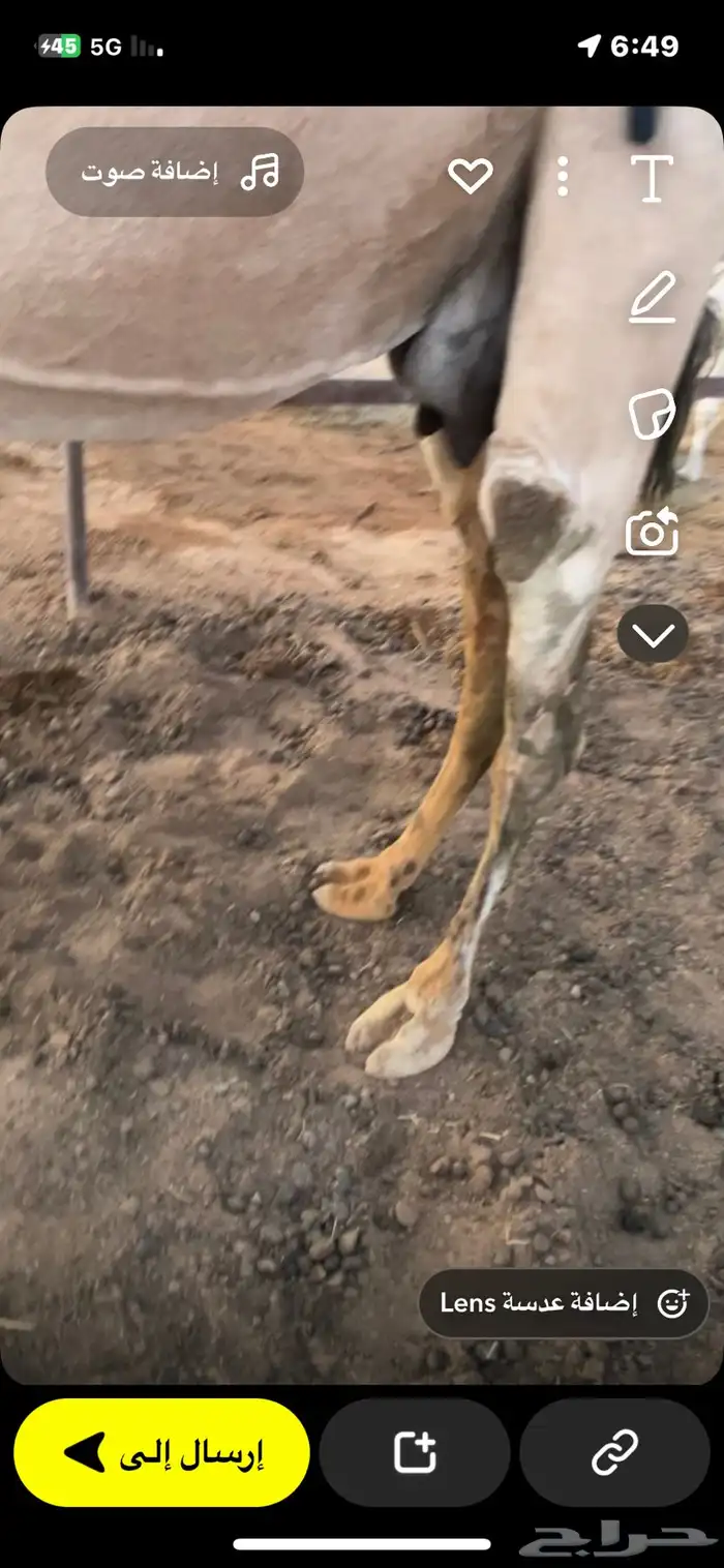 عشراء كفوا حمراء تحتها بكرة 1
