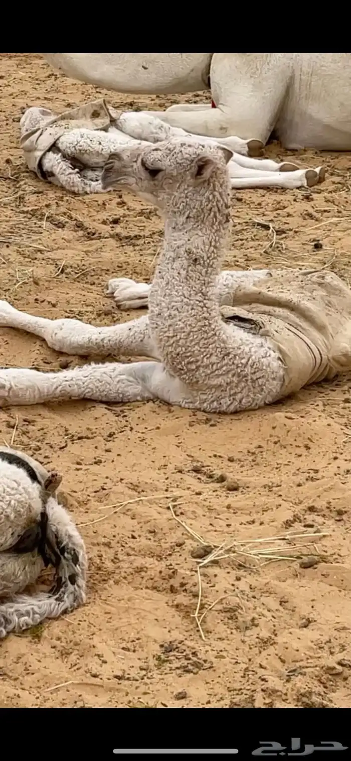 بعير اوضح 4