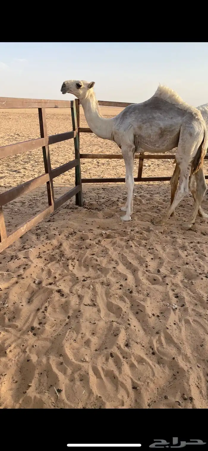 بعير اوضح 6