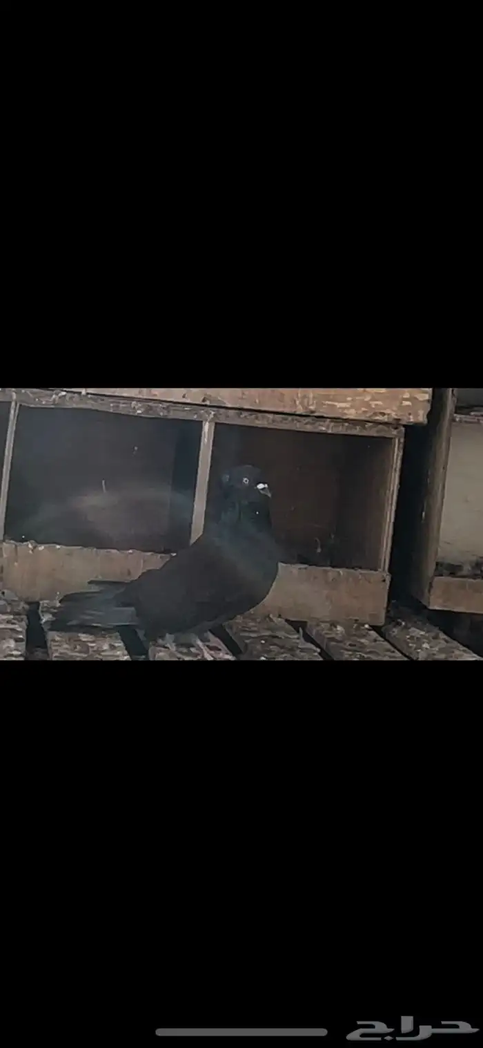 حمام مصري عملاق 1