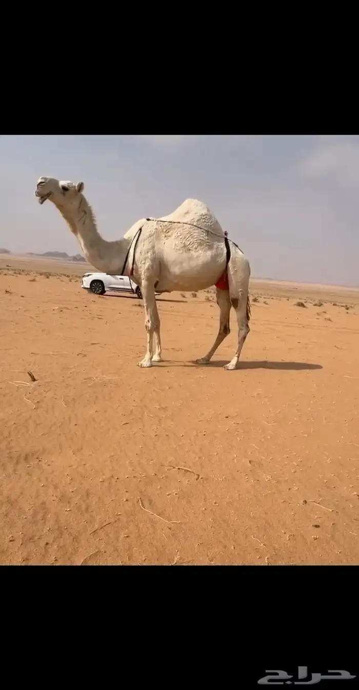 للبيع وضحاء كفووو خفوت 0