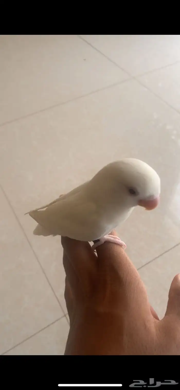 طير روز البينو اليف جدا جدا 1