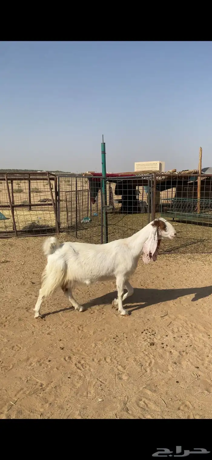 عنز مطورة مضرع 0