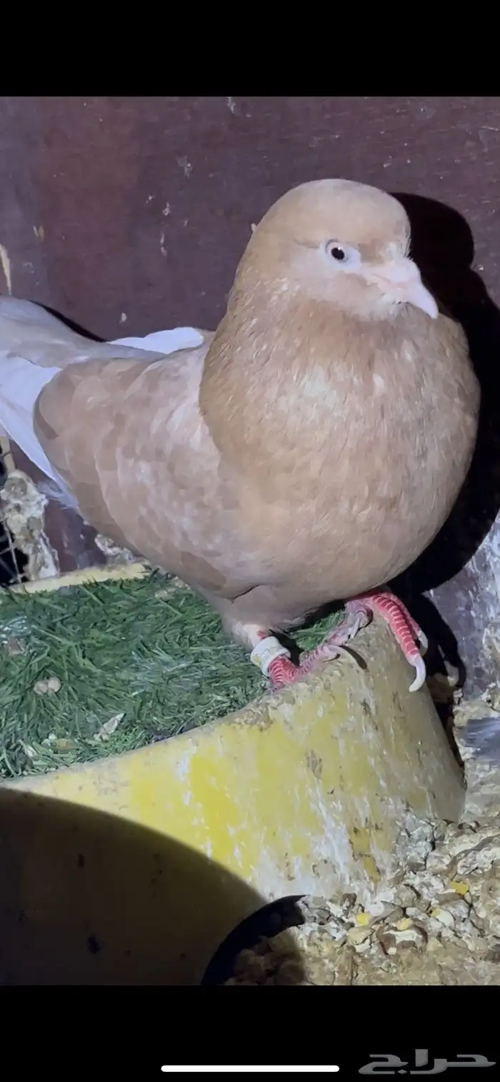 ازواج خاصة لأهل المطيار 5