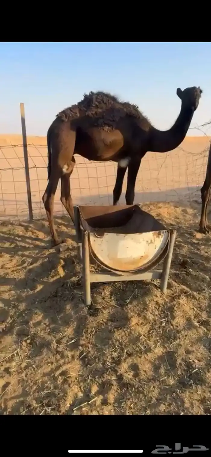 قعدان مفاريد طيبه جدا 3
