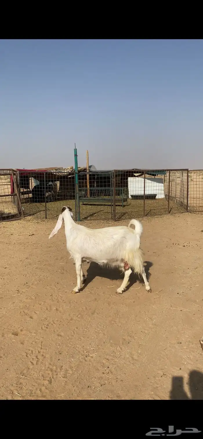 عنز مطورة مضرع 2