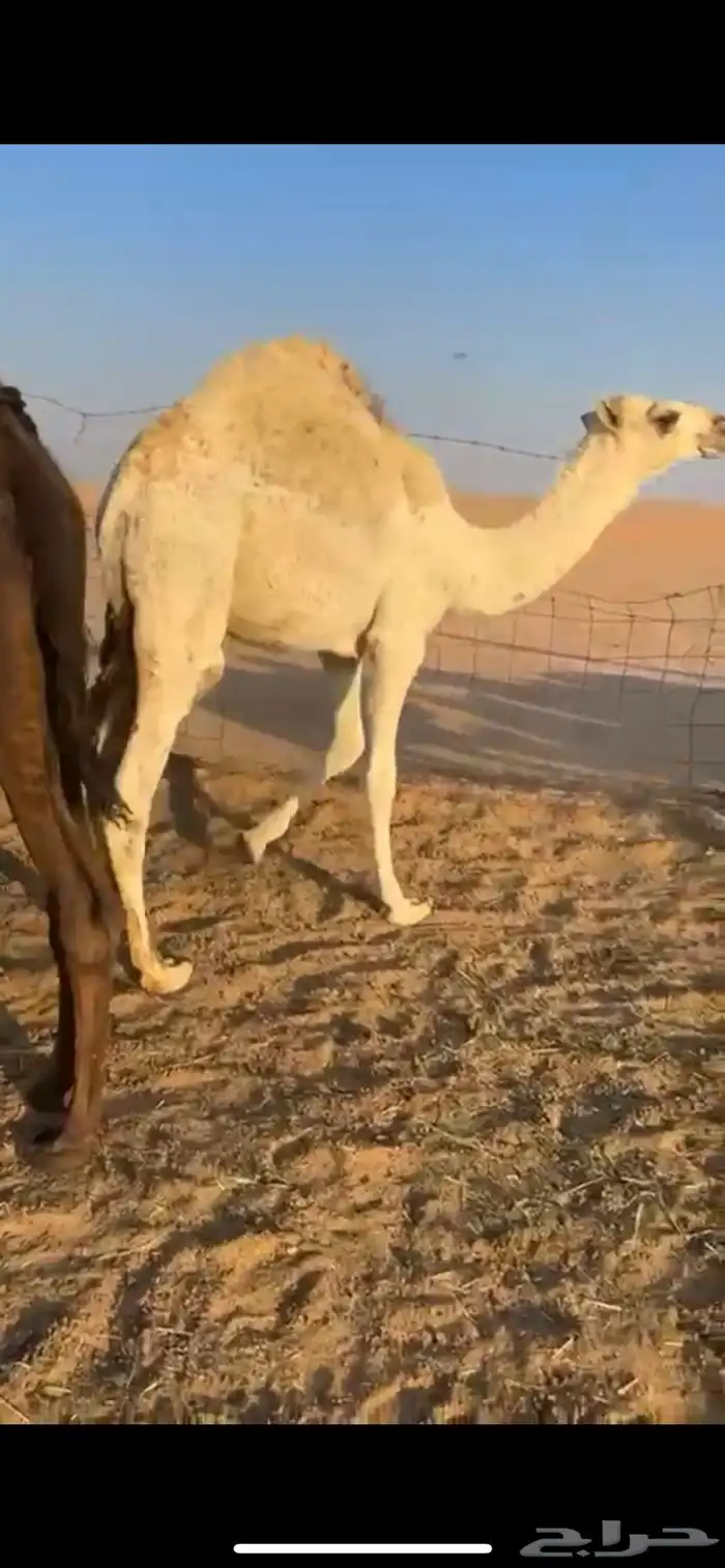 قعدان مفاريد طيبه جدا 9