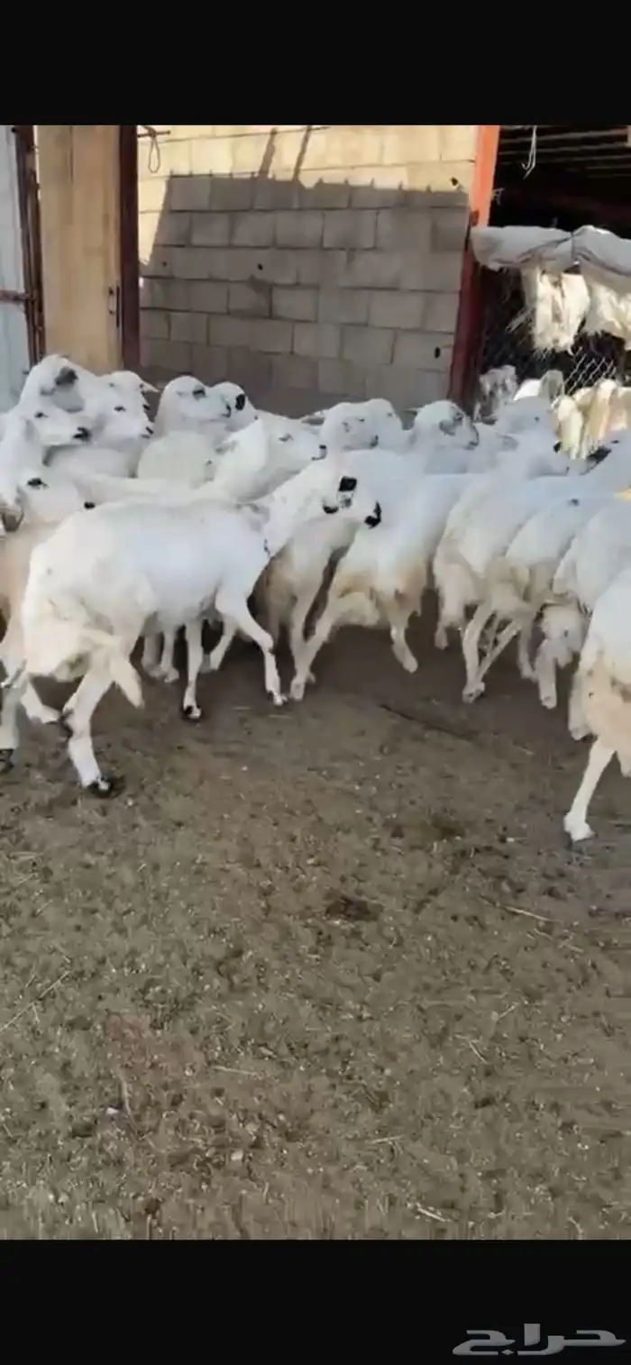 30من الضان يتبعها 7 3