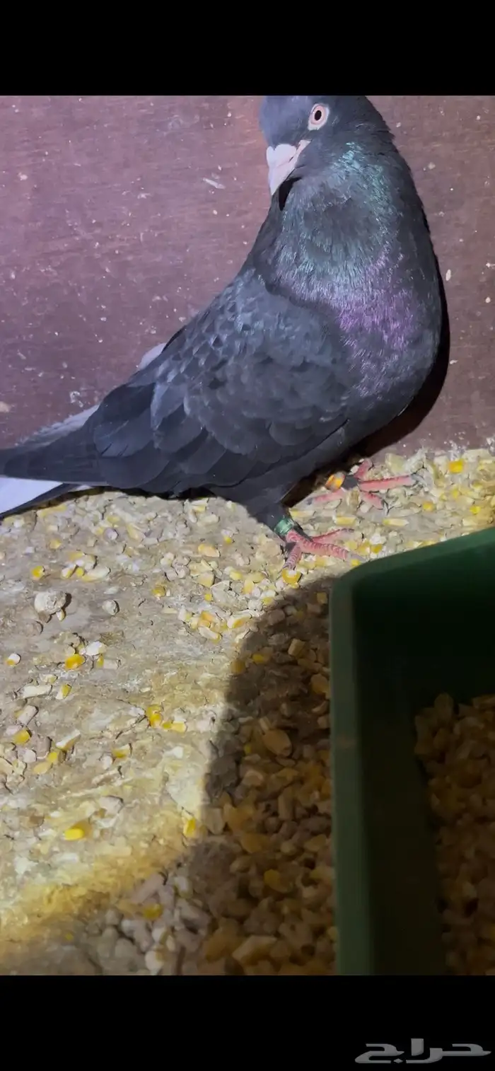 ازواج خاصة لأهل المطيار 6