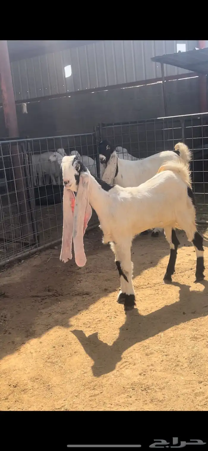 جفار 14