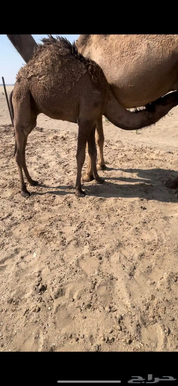 5قعدان فل شحم كفو ع حليب اماتها للبيع الموقع غرب القويعيه 1