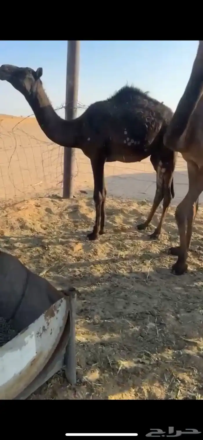 قعدان مفاريد طيبه جدا 10