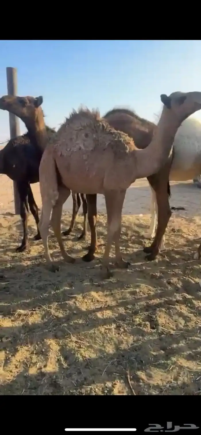 قعدان مفاريد طيبه جدا 11