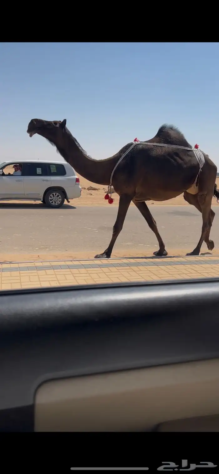 خلفه مجهم كفو بداوه ومناح تحتها قعود 1