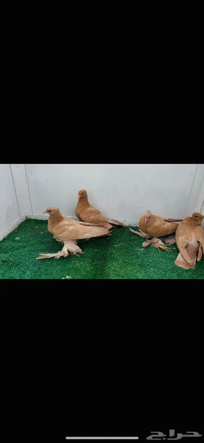 طبات صنعاني اصفر 0