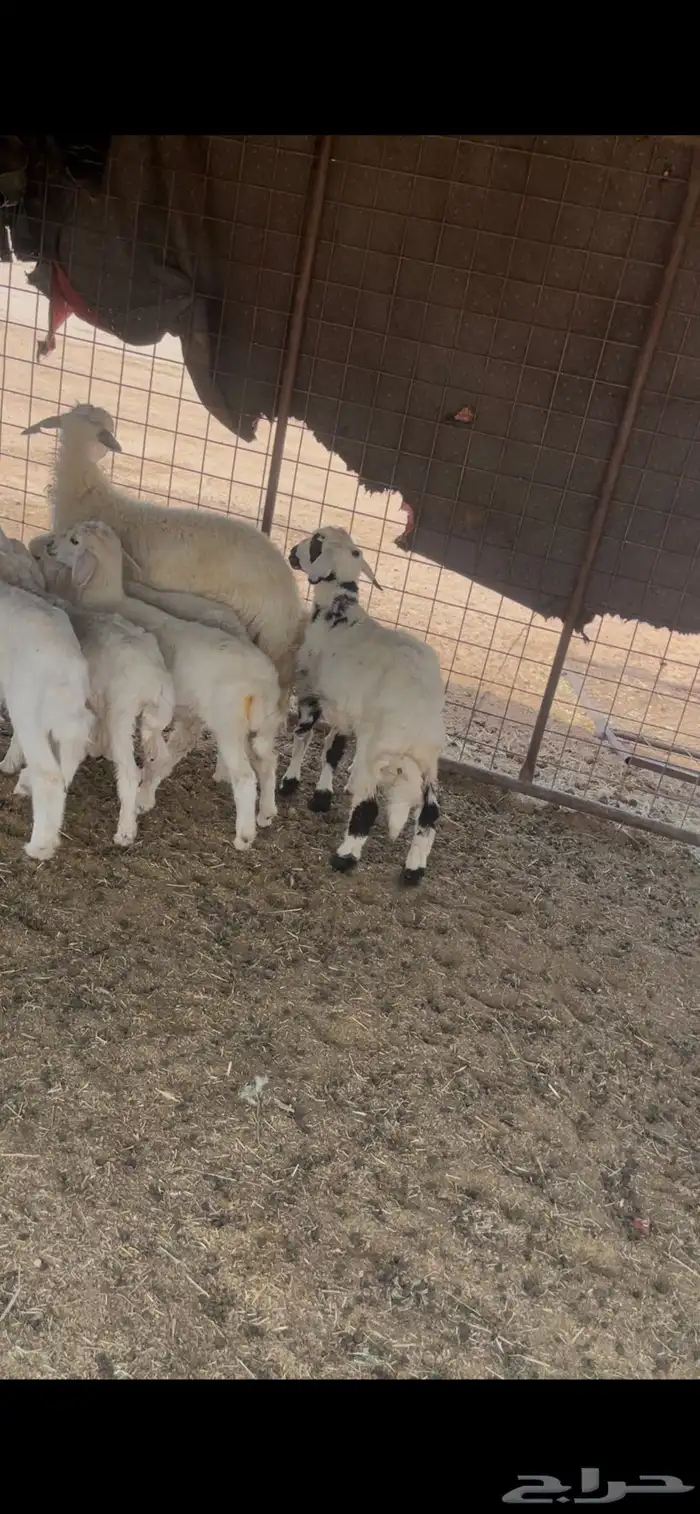 للبيع بهم حري 0