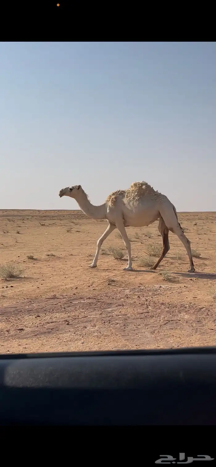 بكره عونية 0