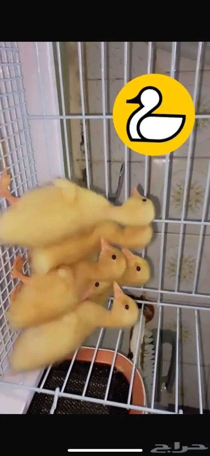 بطات 0