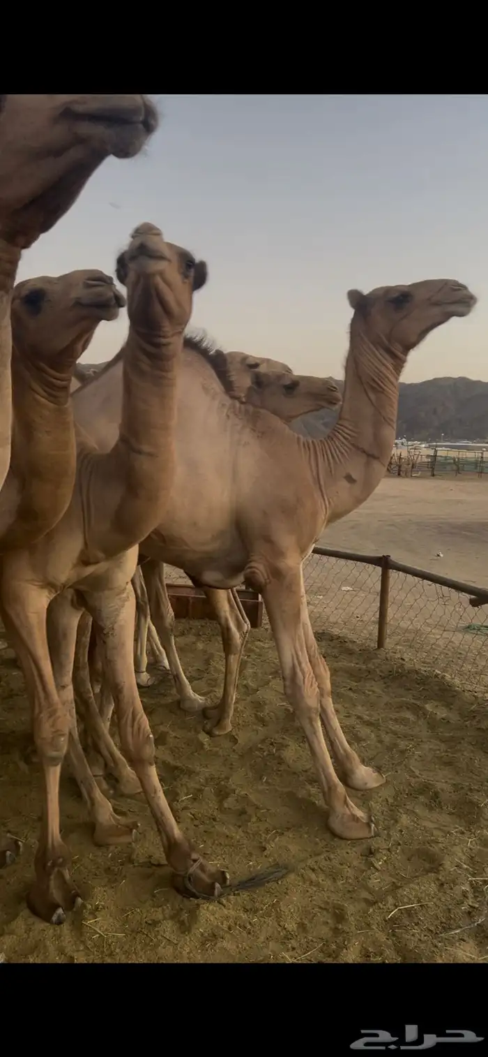 قعدان للبيع مغلقه فل الفل 2