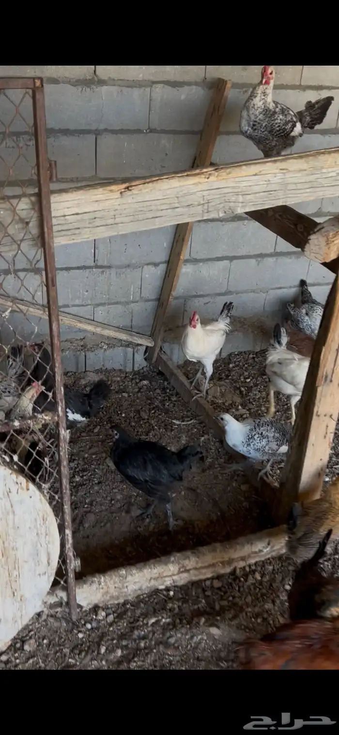 فراريج بلدي وفيومي الموقع غطي 2
