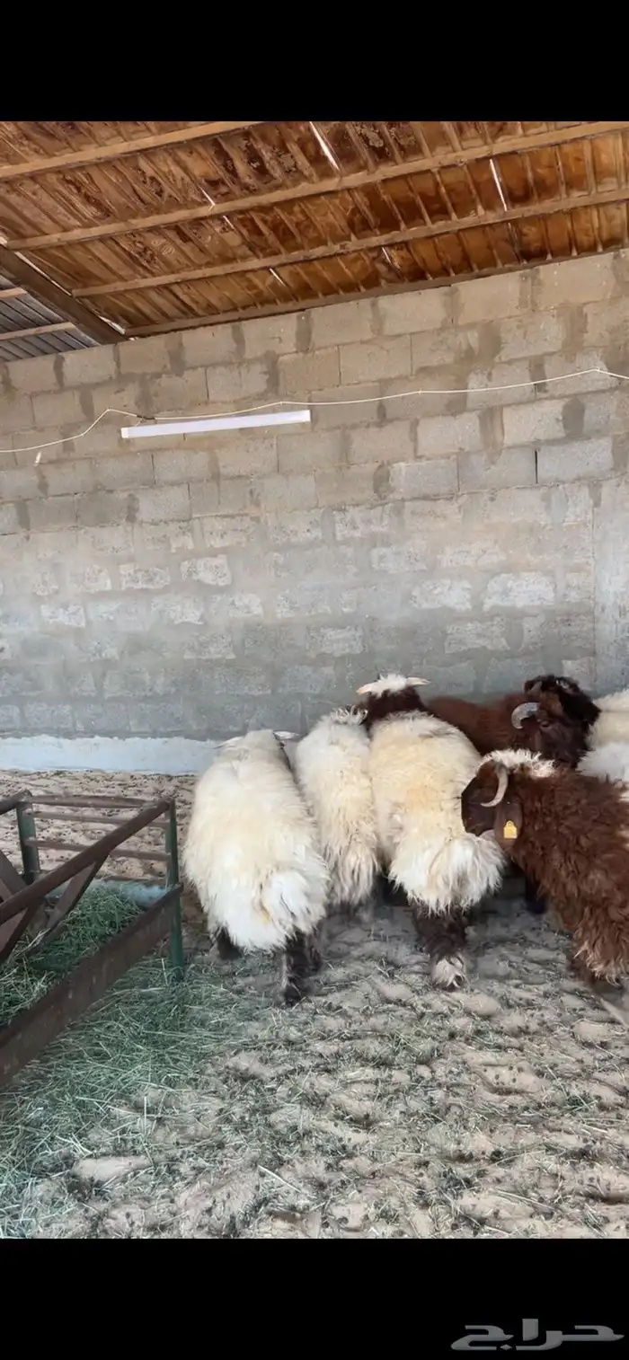 خرفان النعيم طيبه ظهر وطرف فل 4