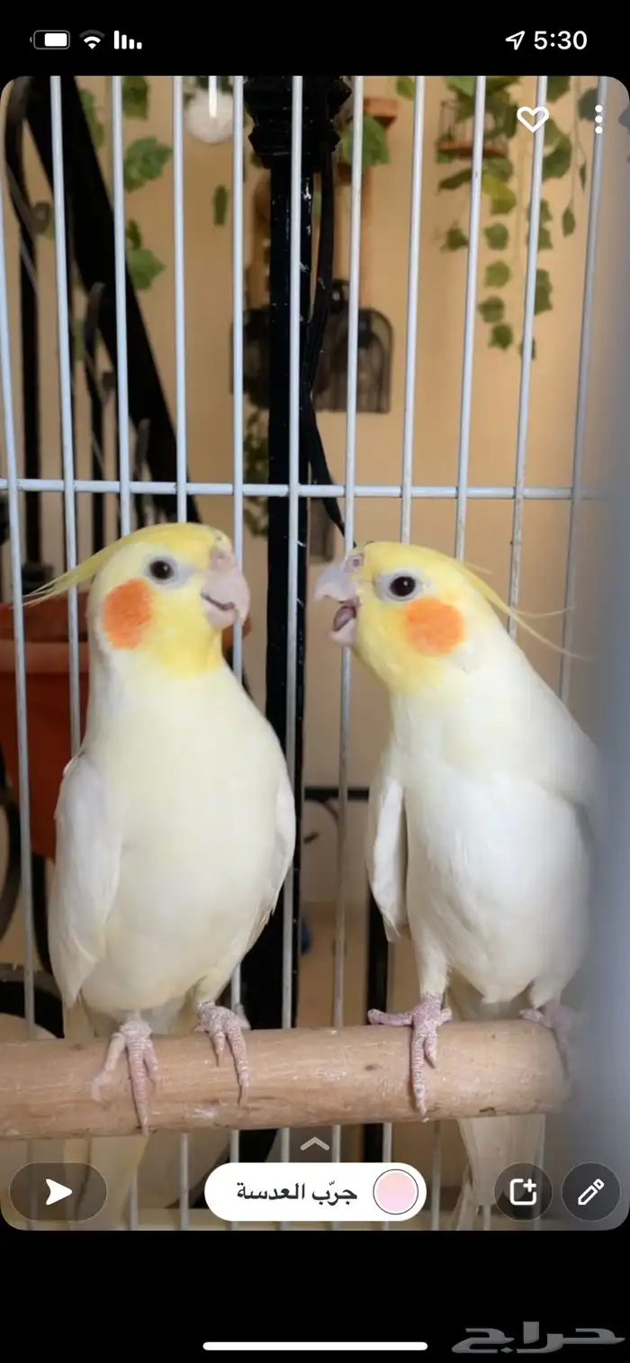 طير واحد فقط بأدواته كاملة 7