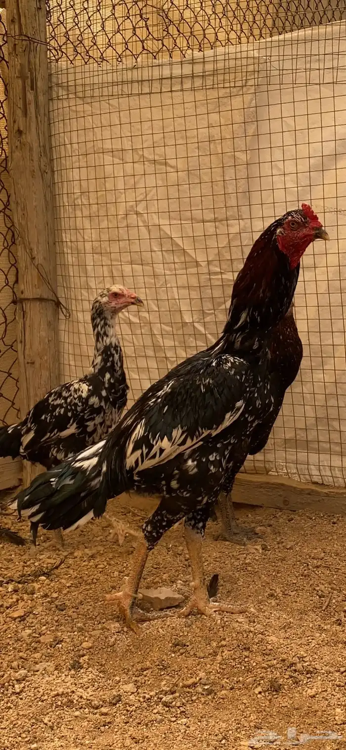 طقم سندي باكستاني نسل غبشان 1