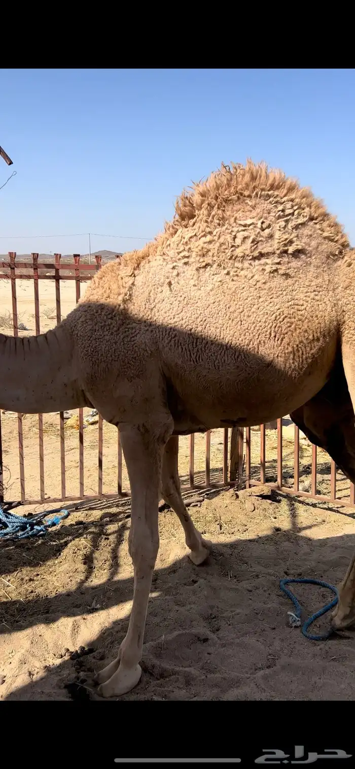 قعدان مفاريد كفو 5