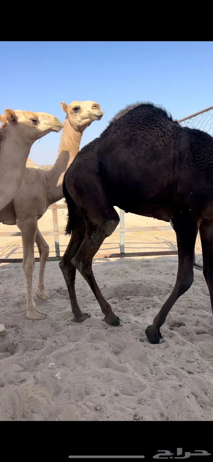 قعدان مفاريد كفو 2