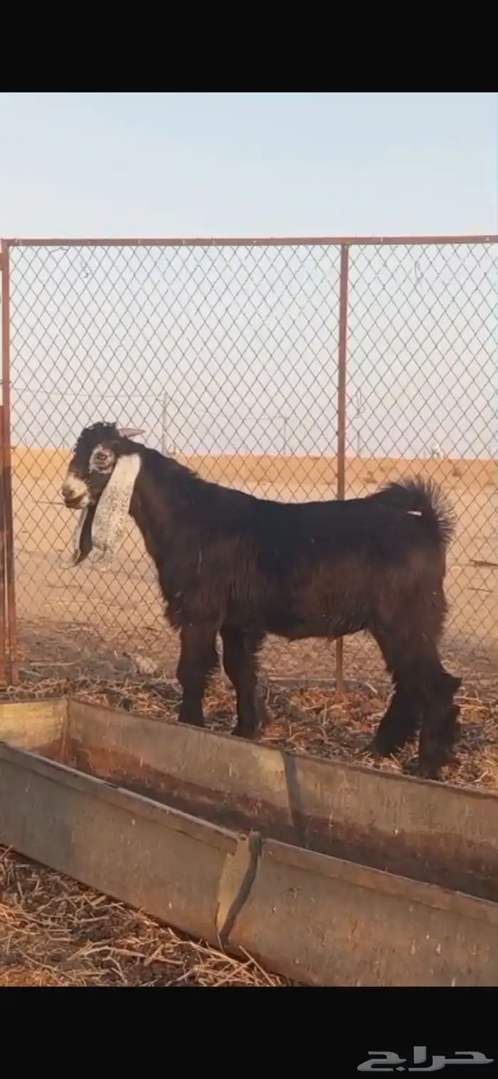 خروفين وتيس للبيع الموقع نفي 2