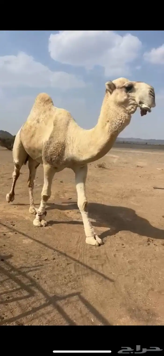 جمل للبيع 0