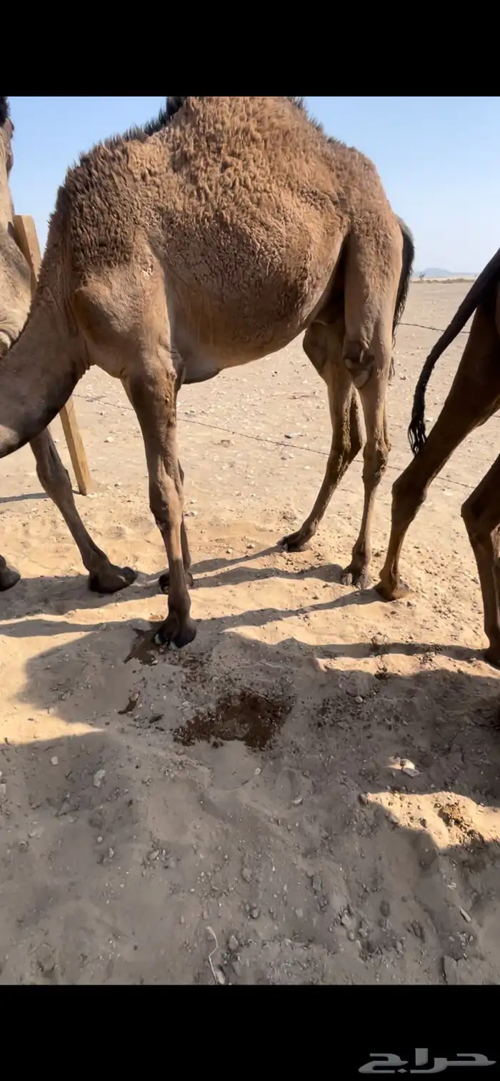 5قعدان فل شحم كفو ع حليب اماتها للبيع الموقع غرب القويعيه 2